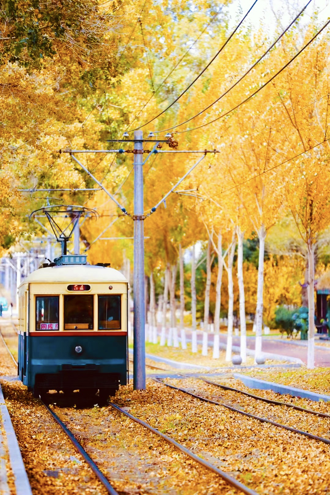 2023年10月8日，童話(huà)般的54路有軌電車(chē)。長(zhǎng)春晚報(bào)王強(qiáng)攝.jpg