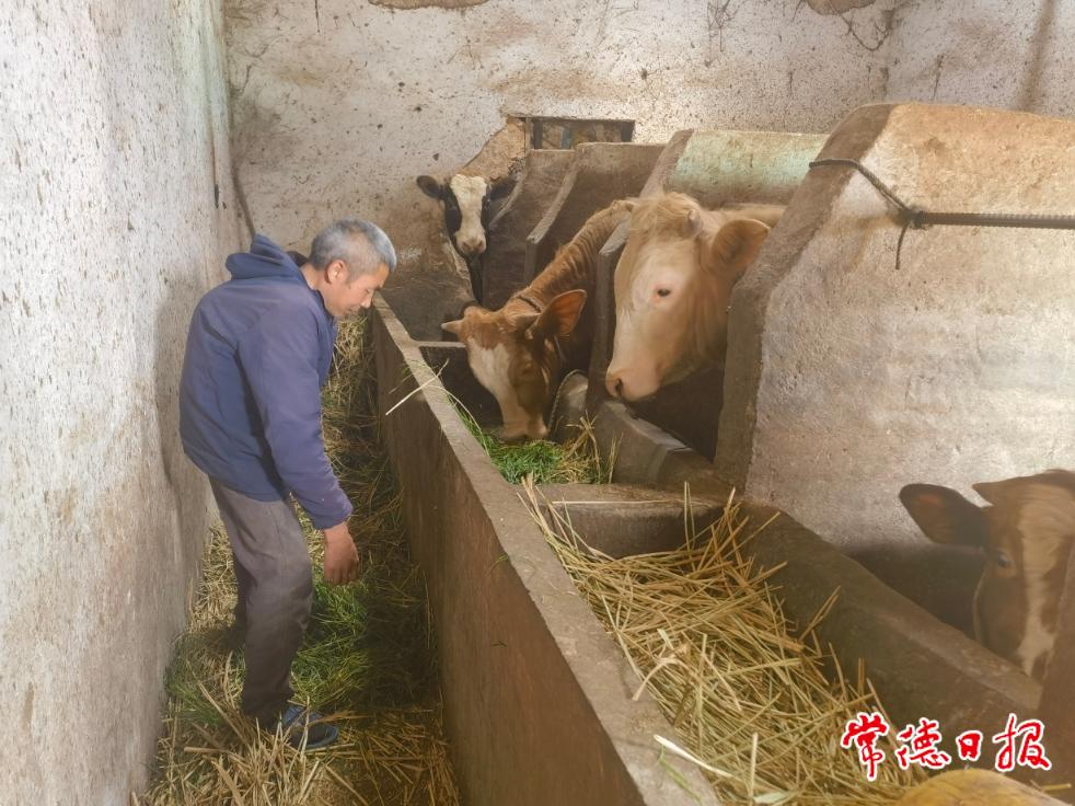5月11日，羅抗軍給黃牛喂飼料.jpg